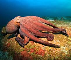 Giant Pacific Octopus – Wild-Caught, Meaty & Gourmet Seafood