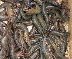 Tiger Shrimp (Penaeus monodon)
