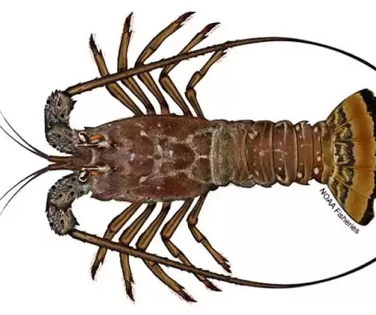 Caribbean Spiny Lobster