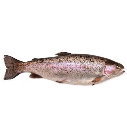 Trout