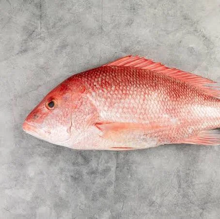 Red Snapper