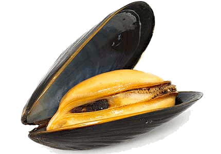 Mussels, Bugs & Shellfish